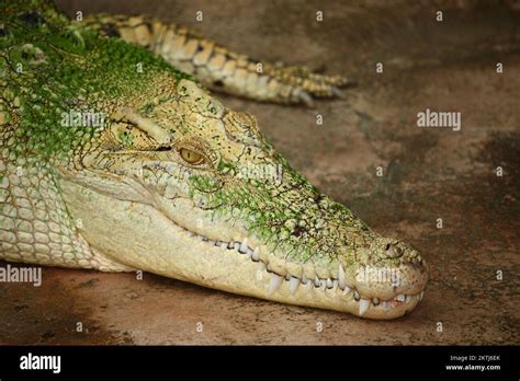 Wei Es Leistenkrokodil White Saltwater Crocodile Crocodylus Porosus