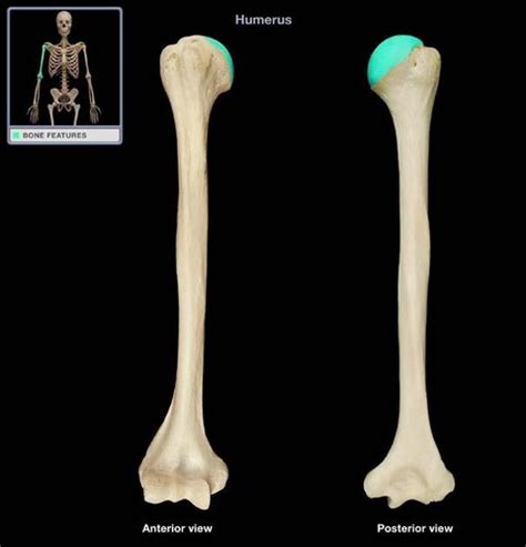 Human Osteology Upper Limb Humerus Flashcards Quizlet