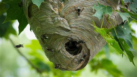 Wasp Nest Removal Safety Precautions