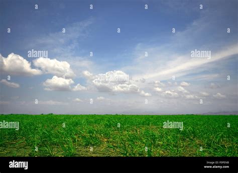 Sugar cane plantation brazil hi-res stock photography and images - Alamy