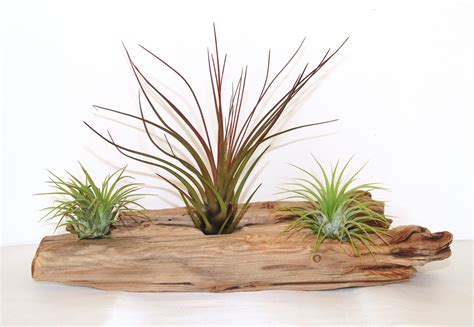 Driftwood With Air Plants Ionantha Three Air Plants Etsy