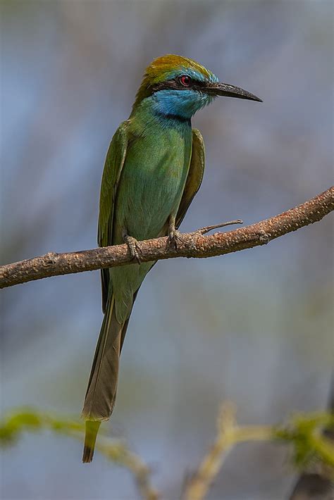 Merops Cyanophrys Muscatensis Arabian Green Bee Eater Flickr