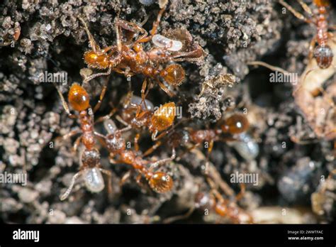 Red Myrmicine Ant Red Ant Common Red Ant Myrmica Rubra Busy Activity In An Anthill Germany