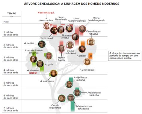 Arvore Da Evolução Humana - Surgimento e Evolução dos seres humanos