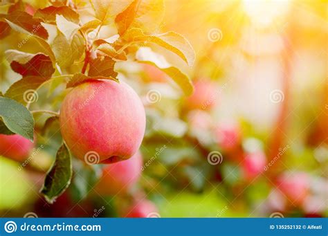 Pink Ripe Apples In The Garden With Bright Sun Bright Red Apples With