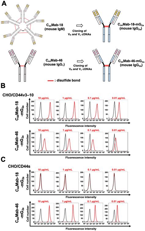 Anti CD44 Variant 10 Monoclonal Antibody Exerts Antitumor Activity In