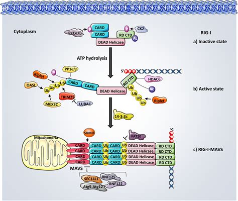 Frontiers Host And Viral Modulation Of RIG I Mediated Antiviral Immunity