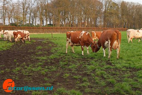 Koeien Van Melkveebedrijf Vosman Mogen Weer Naar Buiten Op April