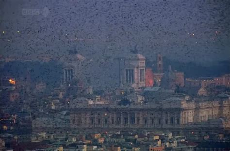 Swarm of starling birds.