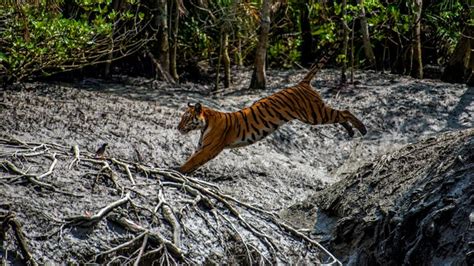 The Magic Of Mangroves - The Ocean Agency