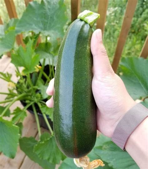 Tips On Planting And Growing Zucchini In Containers Or Pots Growing