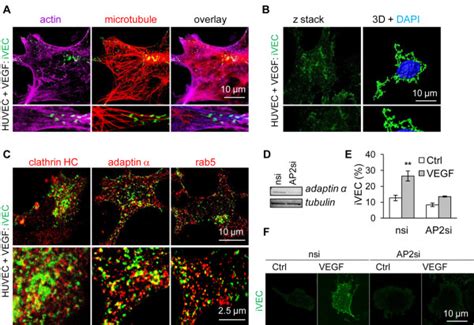 Ve Cadherin Is Internalized In Clathrin Coated Vesicles A Huvec Were