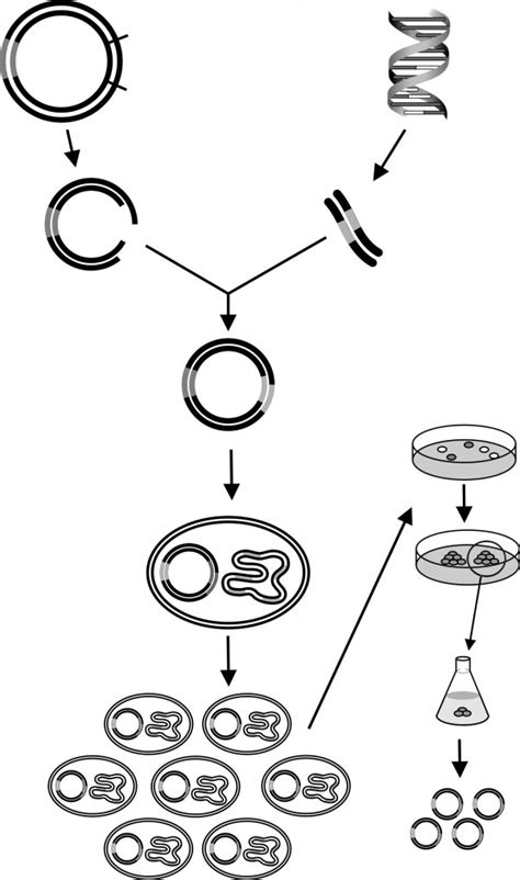 Clonagem Do Dna Canal Cecierj