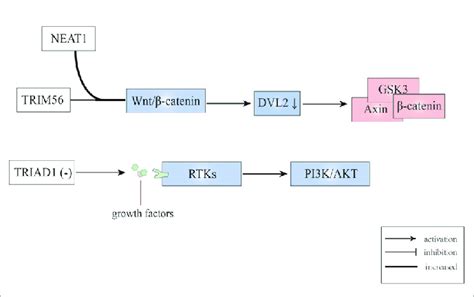 E3 Ubiquitin Ligases Involved In Wntβ Catenin And Rtk Signaling Pathways Download Scientific