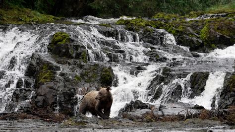 Grizzly Bears At A Waterfall Graham Boulnois