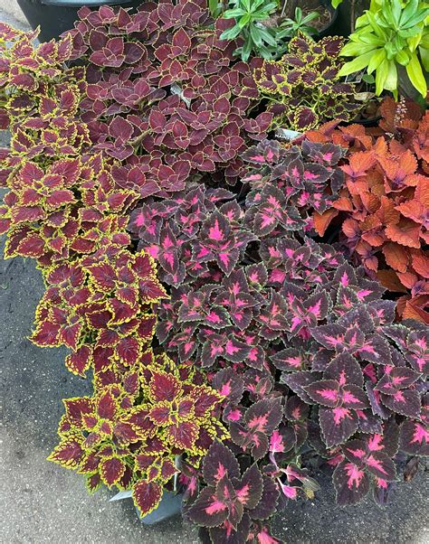 Coleus Main Street Wall Street™ 8 Pot Hello Hello Plants