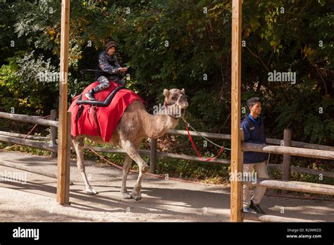 Camel ride at the Bronx Zoo, New York, United States of America Stock Photo - Alamy