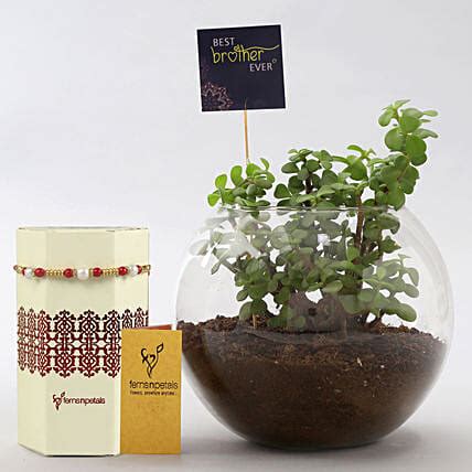 Buy Send Best Bro Jade Plant Terrarium Beaded Rakhi Online Fnp