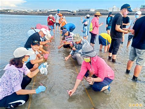 澎湖重光海草復育區 找回「蝦埕」榮景 生活 自由時報電子報