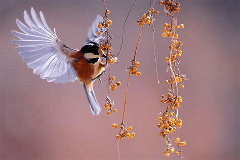 Una nueva relación con la naturaleza Revista Esfinge