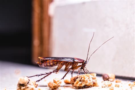 Where Do Insects Go In The Winter James River Pest Solutions