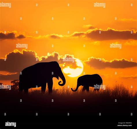 Mother and Baby Elephants at sunset Stock Photo - Alamy