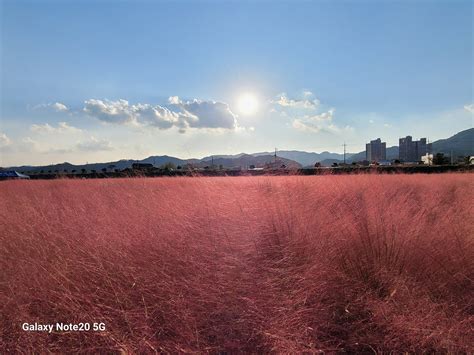 유구천의 가을 핑크뮬리와 수국 마곡사 구절초