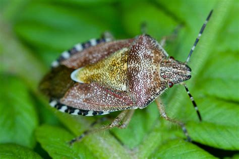 Common Lawn Pests