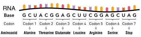 What Is MRNA Sequences AAUG Or CCGAU Please Let Me Know In Easy