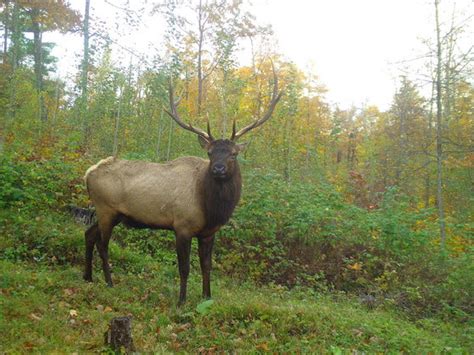 Wisconsin DNR Releases Elk Harvest Quotas News Central Wisconsin