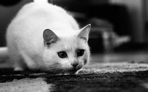 خلفيات القطط البيضاء اجمل صورة قطة بجودة عالية 2025 White Cat