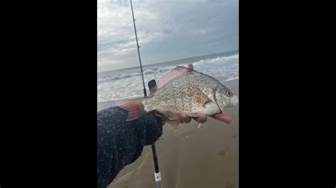 Surf Fishing California Surfperch Fishing December 2022 Youtube