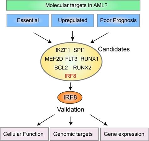 Cancers Free Full Text Irf8 Is An Aml Specific Susceptibility