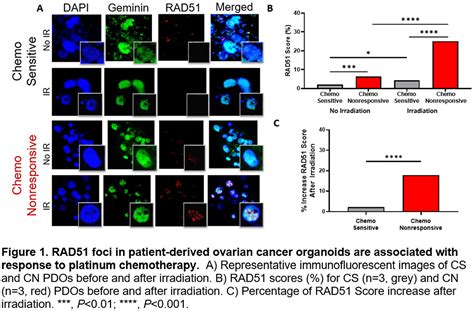 Rad Foci In Patient Derived Ovarian Cancer Organoids Are Associated