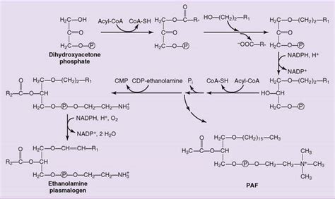 The Metabolism of Membrane Lipids | Basicmedical Key