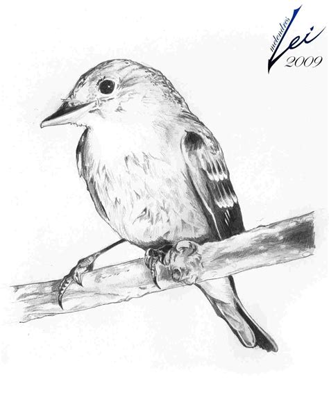 Bird Sketch Easy At PaintingValley Explore Collection Of Bird