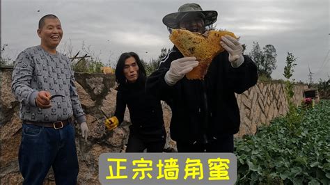 农村在基地里发现一窝野蜂，阿溜拿上风炮就打，挖出十多斤靓货！【莆农阿敏】 Youtube