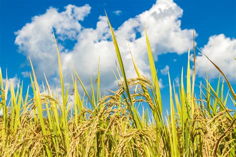 Cara Menanam Padi Sawah Yang Baik Dan Benar Kang Ocep