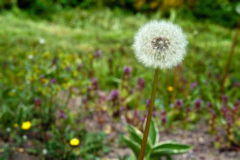 Dandelion Flower Spring Free Photo On Pixabay Pixabay