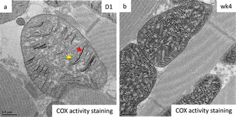 Coordinated Organization Of Mitochondrial Lamellar Cristae And Gain Of Cox Function During