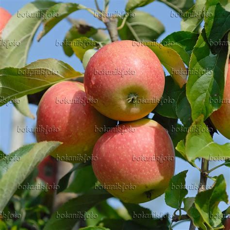 Images Arbres Fruitiers Images De Plantes Et De Jardins Botanikfoto