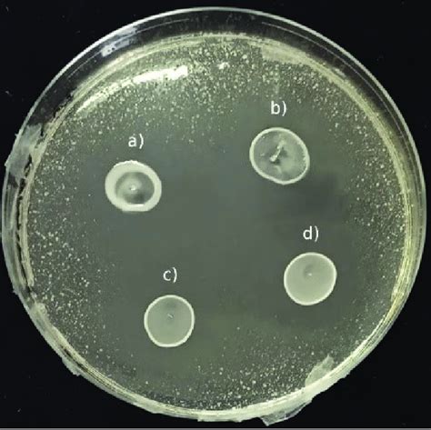 Inhibition Activity Of A B Lactiplantibacillus Plantarum V And