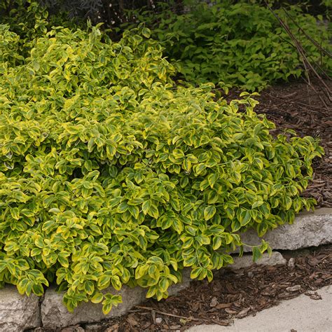 Gold Splash Euonymus Spring Meadow Wholesale Liners Spring Meadow