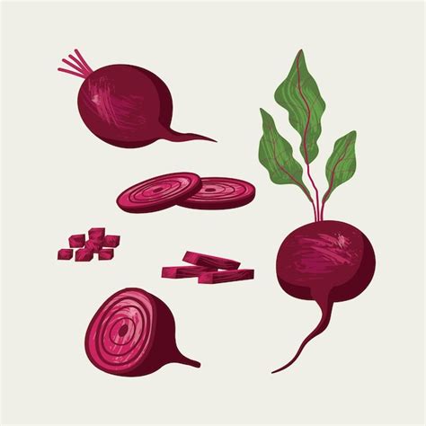 Premium Vector Vector Beetroot Set Illustation Of Isolated Beetroot