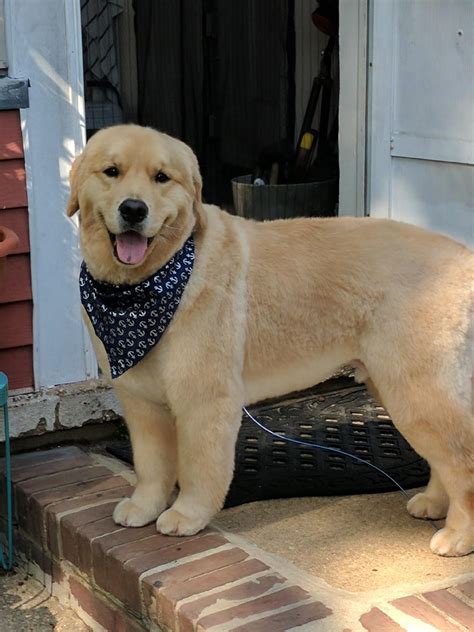 What Is A Puppy Cut For A Golden Retriever