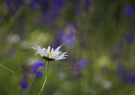 Blue Bokeh WeaselGFX Flickr