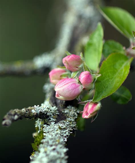 Flowers On An Apple Tree In Bloom · Free Stock Photo