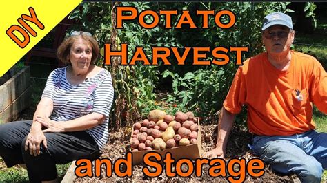 Potato Harvest When To Harvest How To Harvest Cure And Store Your