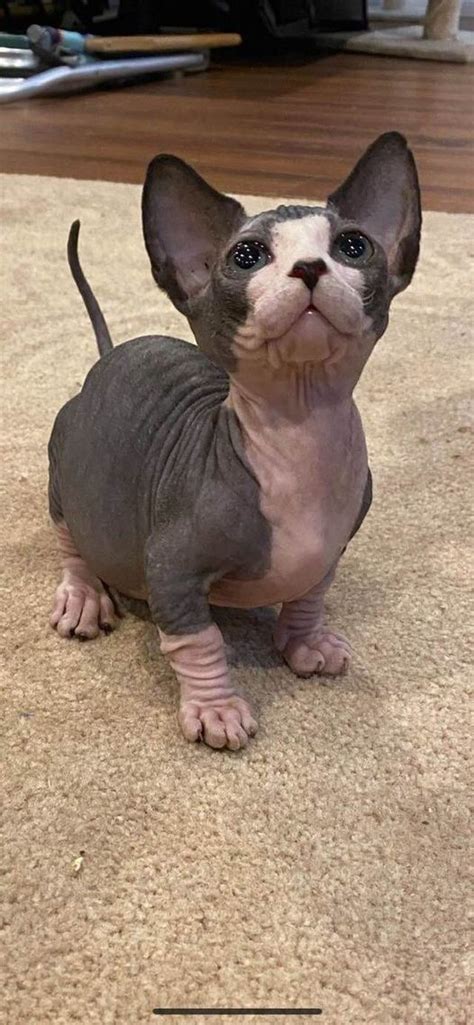 Adorable Hairless Cat Sitting On A Carpet