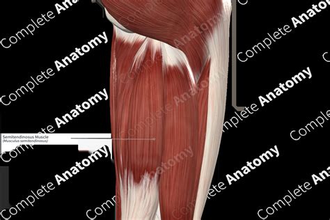 Semitendinosus Muscle Complete Anatomy